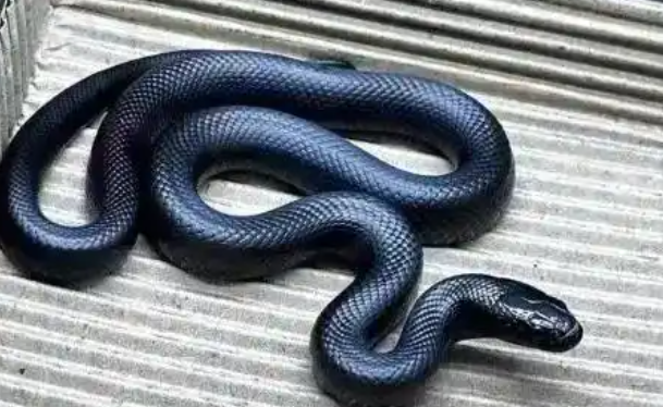 蛇年宠物蛇热销，价格最低几十元