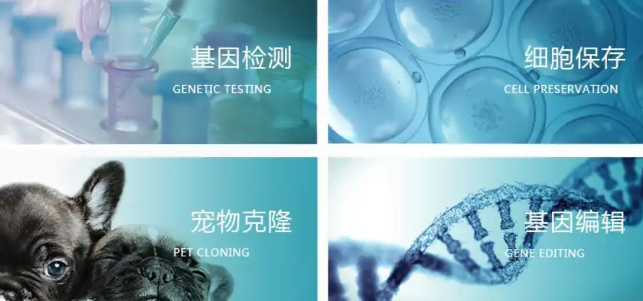 花11万克隆“复活”宠物狗，实验多次失败，退款也拿不到！