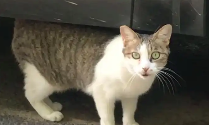 成都一猪肉加工点圈养大量流浪猫