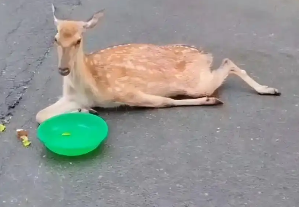 触目惊心！大连莲花山流浪狗成梅花鹿杀手