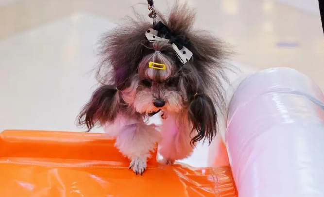  封面新闻宠物联萌：70 万爱心值背后的数字温度