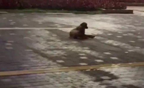 流浪狗趴在路上三天没动弹，好心人送医发现它双腿断了