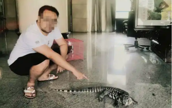 花3万多元购买3只珍稀蜥蜴 长沙男子获刑1年6个月