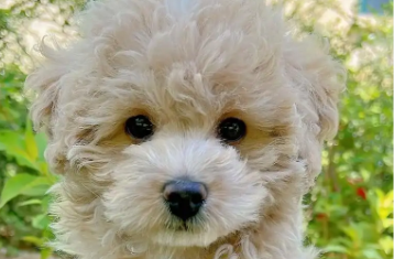 靠腿骨走路的流浪狗找到了！母的2岁左右！