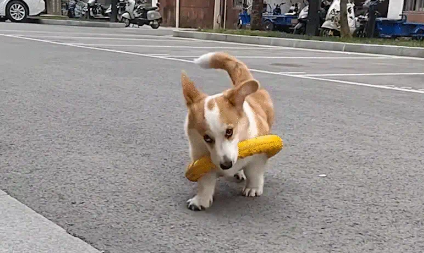 男子带柯基玩耍，柯基叼着玩具摇头晃脑地向男子走来