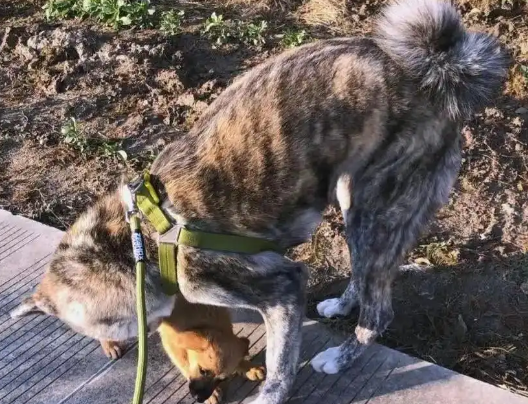 重庆恶犬伤人事件：遛狗不拴绳，逍遥法外3个月