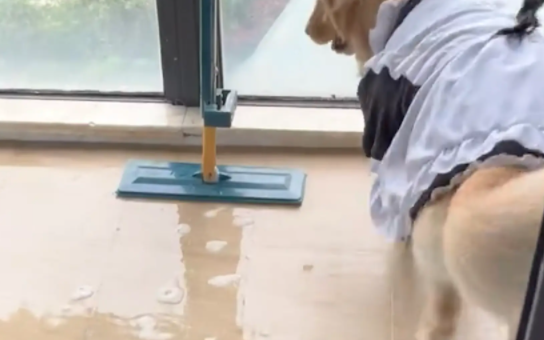 女子家洗衣机漏水，金毛甩头提醒。女子：有时候觉得自己挺有灵性的 