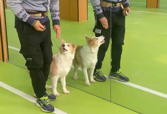 仅凭一张照片就能知道宠物的想法？宠物沟通师火了