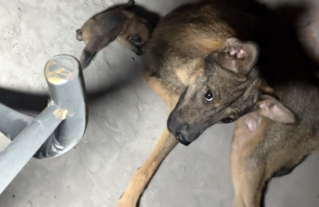 流浪狗在街边生下4只小狗，被好心人带走后，它竟找上门要孩子