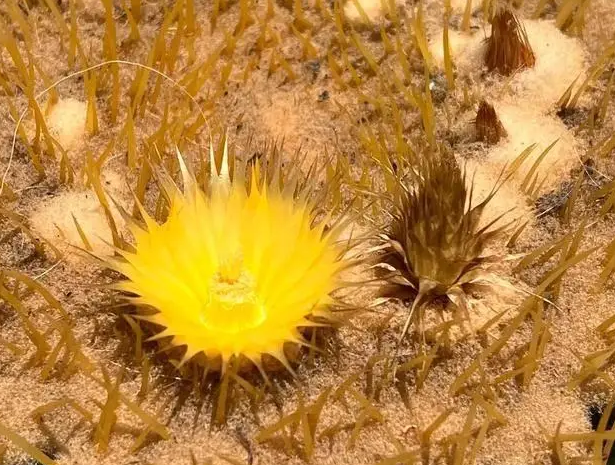 32岁的金琥，被山东爷爷养成“巨无霸”，还开了花