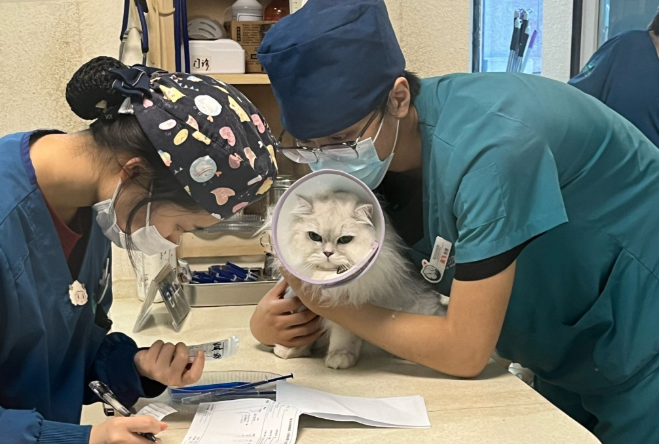 猫咪嗅觉检测癌症：科学迷雾中的希望之光