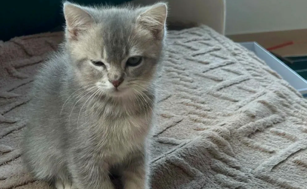 重庆掉进火锅的猫咪 “五一” 离世