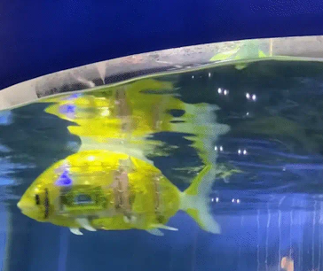 女子养了两条电子鱼。网友：赛博鲤鱼 