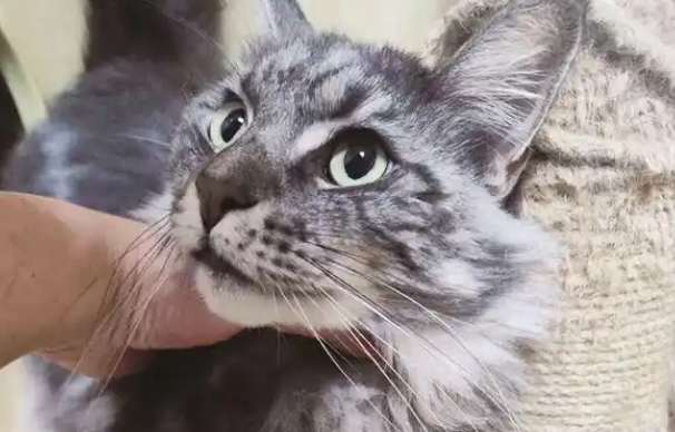 猫咪放店里寄养，主人却“半失联”