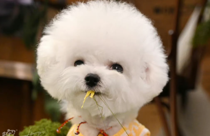 宠物经济年终盘点：市场规模超3000亿