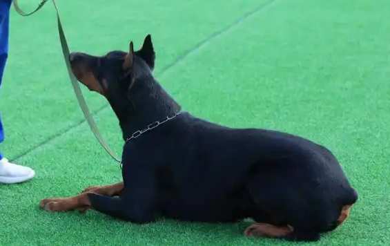 宠物经济概念爆发，行业前景一片大好