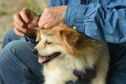 狗主人是小女孩爷爷？热点事件中的谣言抹黑该休矣