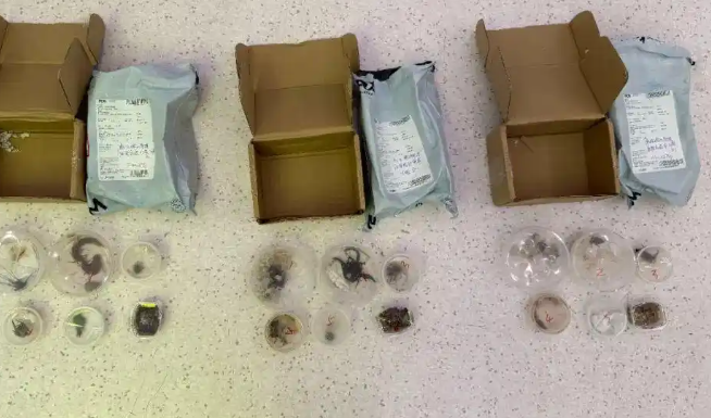 跨境“异宠热”暗藏风险