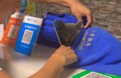 猫咪靠着支架睡，小哥拿毛巾给它盖，网友：醒醒，等着扫码付款呢 