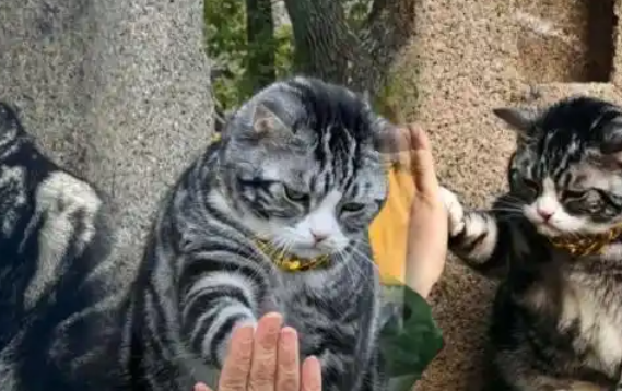 游客排长队只为“击掌”沾好运？网友：放过猫猫吧