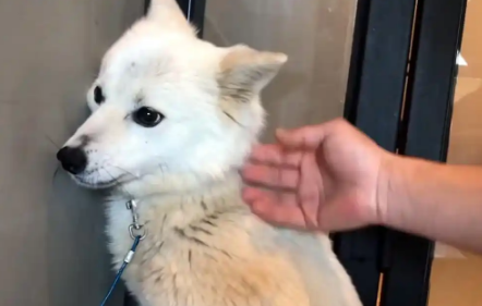 被主人抛弃的狗狗，在主人家门口苦等3年，为孩子甘愿走进陷阱