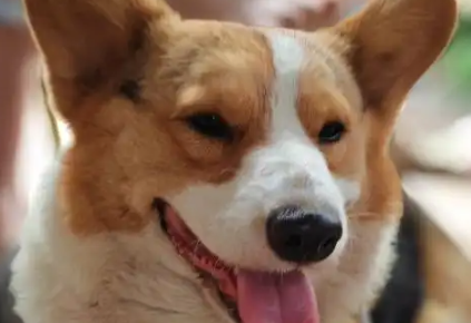 深圳一宠物狗跑上高速被撞后疑被带走煮食