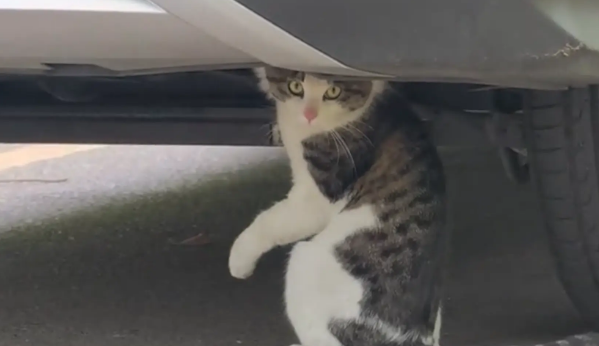 猫咪蹲坐在汽车底下，像是在修理汽车