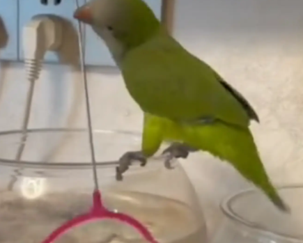 鹦鹉用嘴叼着抄网捞鱼。网友：离大谱了，鹦鹉都会捕鱼了