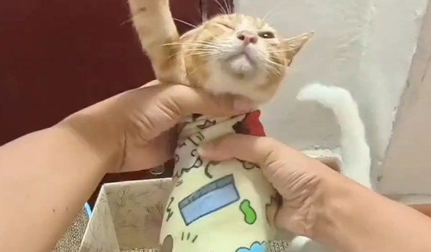 男子给橘猫剪指甲的时候，被白猫一顿胖揍