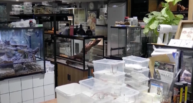 “异宠”市场火了？警惕！