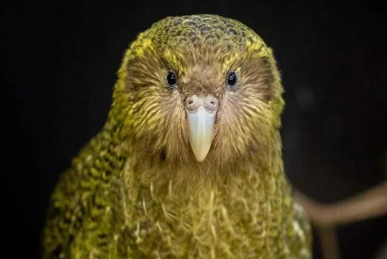 人工授精助力拯救新西兰极危鸮鹦鹉