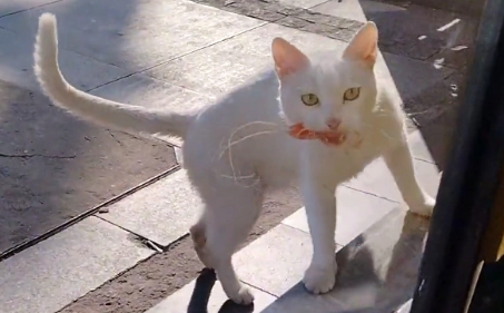 好心人喂了流浪猫半年，猫咪携礼物上门，还把小猫带给她看