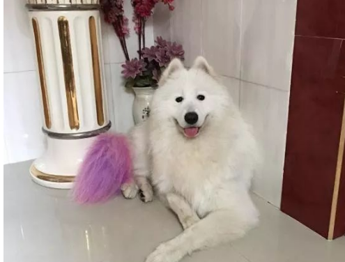 女孩哭诉这萨摩养的实在是不知道有什么意义了，心理都要不好了 