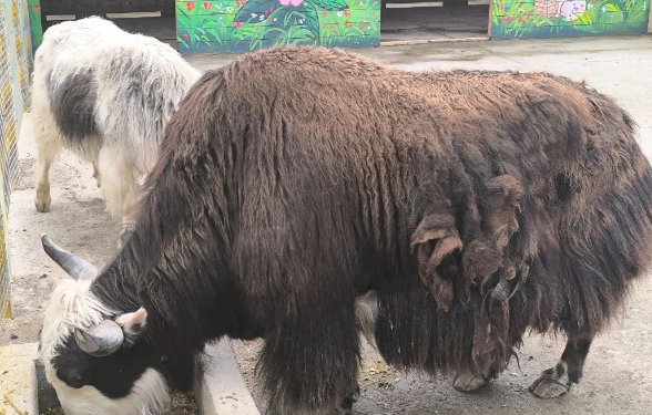 焕新启幕！张公山动物园试营业首日萌趣“开箱”