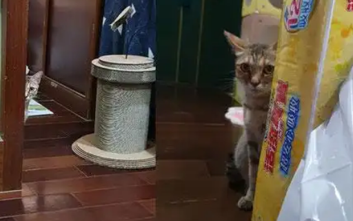 家里来了只躲猫猫高手，开罐罐才能把它引出来，神必背后却是心酸