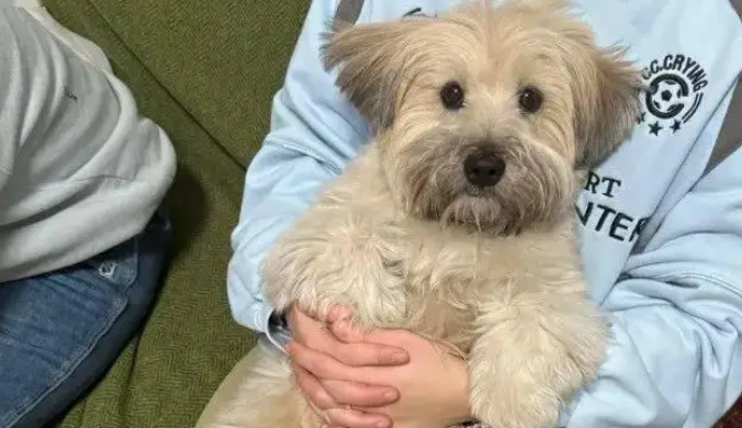 狗子喜欢坐在别人腿上看电视，这小姿势，谁见了都得拍两张！