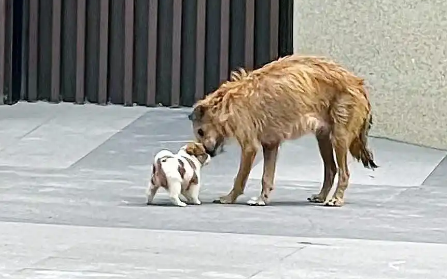 流浪狗妈妈瘦成皮包骨，依然坚持喂养5只幼崽，面对人类满眼哀求