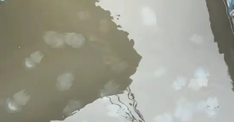 十里长堤海域现“陈嘉庚水母群”