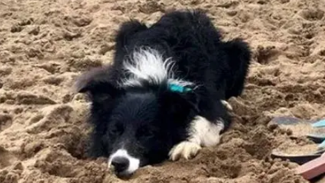 牧羊犬双眼无神瘫倒在沙堆上，网友：差点骗了我的眼泪！ 