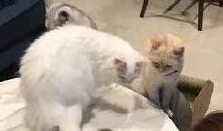 女孩收养新小猫，五只大猫“监视”吃饭引发热议
