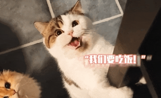 猫咪合唱全团之领头喵喵领唱：大家听我号令一起喵