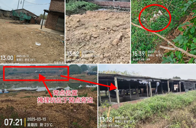 佛山三水疑将900只黑产猫挖坑活埋？多方回应