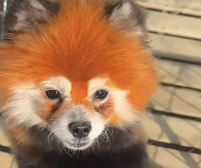 安徽一动物园回应“用染色狗扮演熊猫”：已撤走