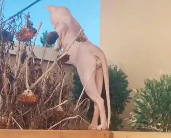 猫咪看风景好身材一览无余，网友：单身久了看猫都妖娆