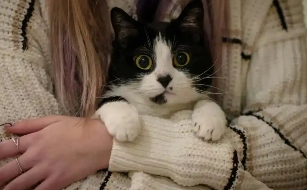 亚马逊宠物日大促回归，引发网友热议