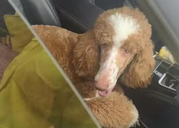 走失巨贵犬跑上机动车道，岳麓交警带回岗亭盼主人接回家