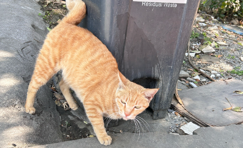 上海“猫岛”搬迁啦！流浪猫在这里找到“新工作”