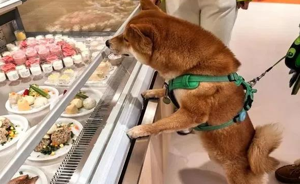 上海首例万元宠物婚礼引爆争议：当仪式感撞上伦理拷问