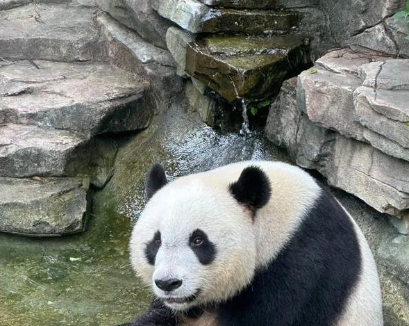 大熊猫捞捞，吃笋速度惊人，奶爸奶妈笑称“快到要上热搜”