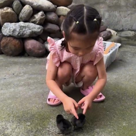 邻居小孩邀请狗狗去看宠物小鸡，结果狗直接将小鸡咬死了！